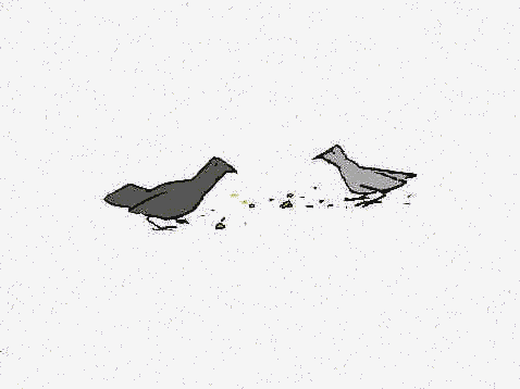 For the Birds
