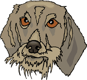 old dog