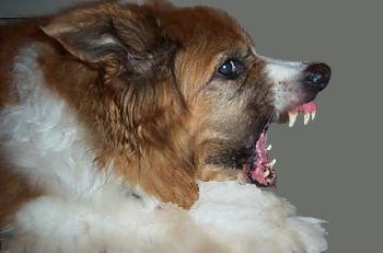 topdog
